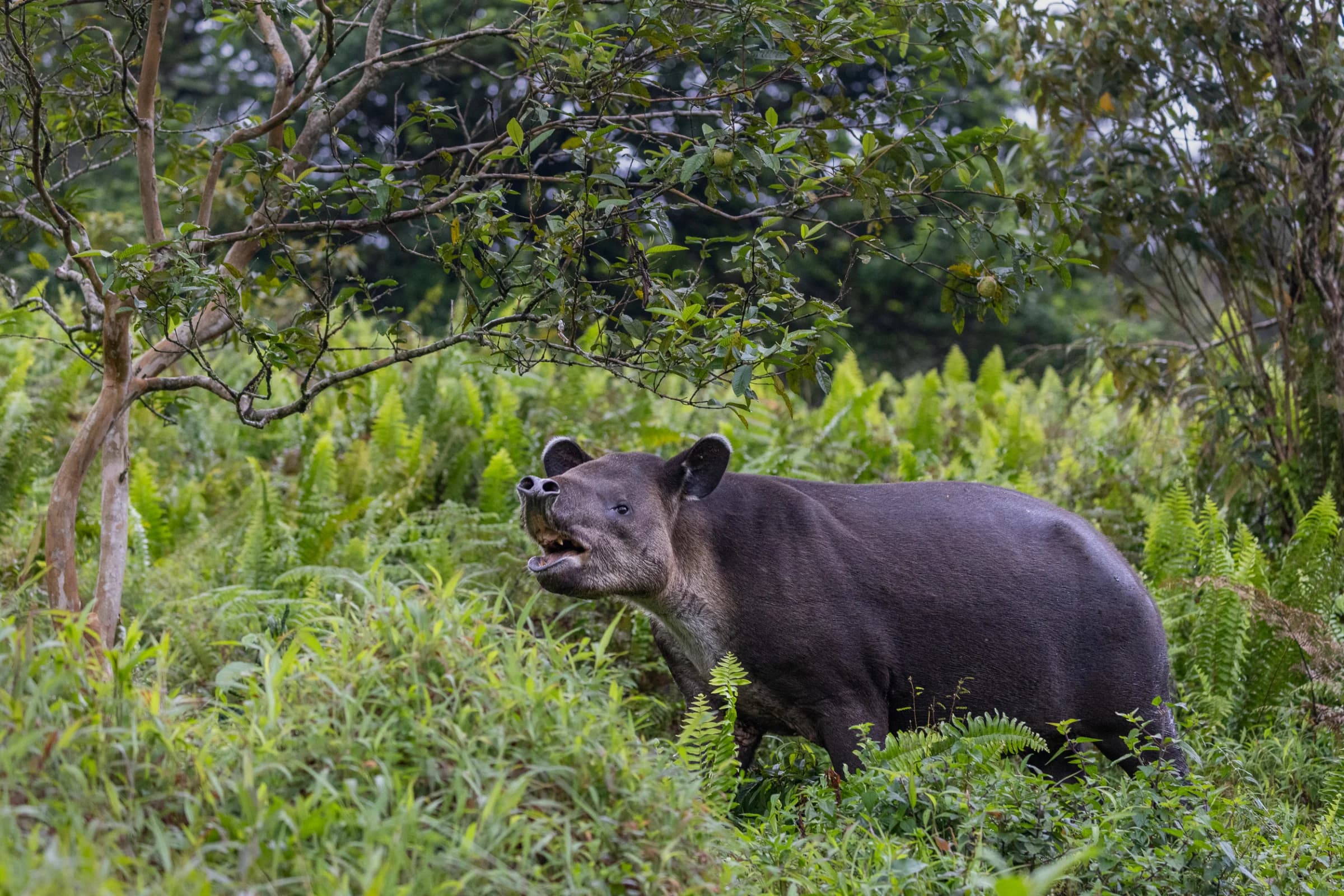 Bairds Tapir, feeding under a guava tree in Costa Rica