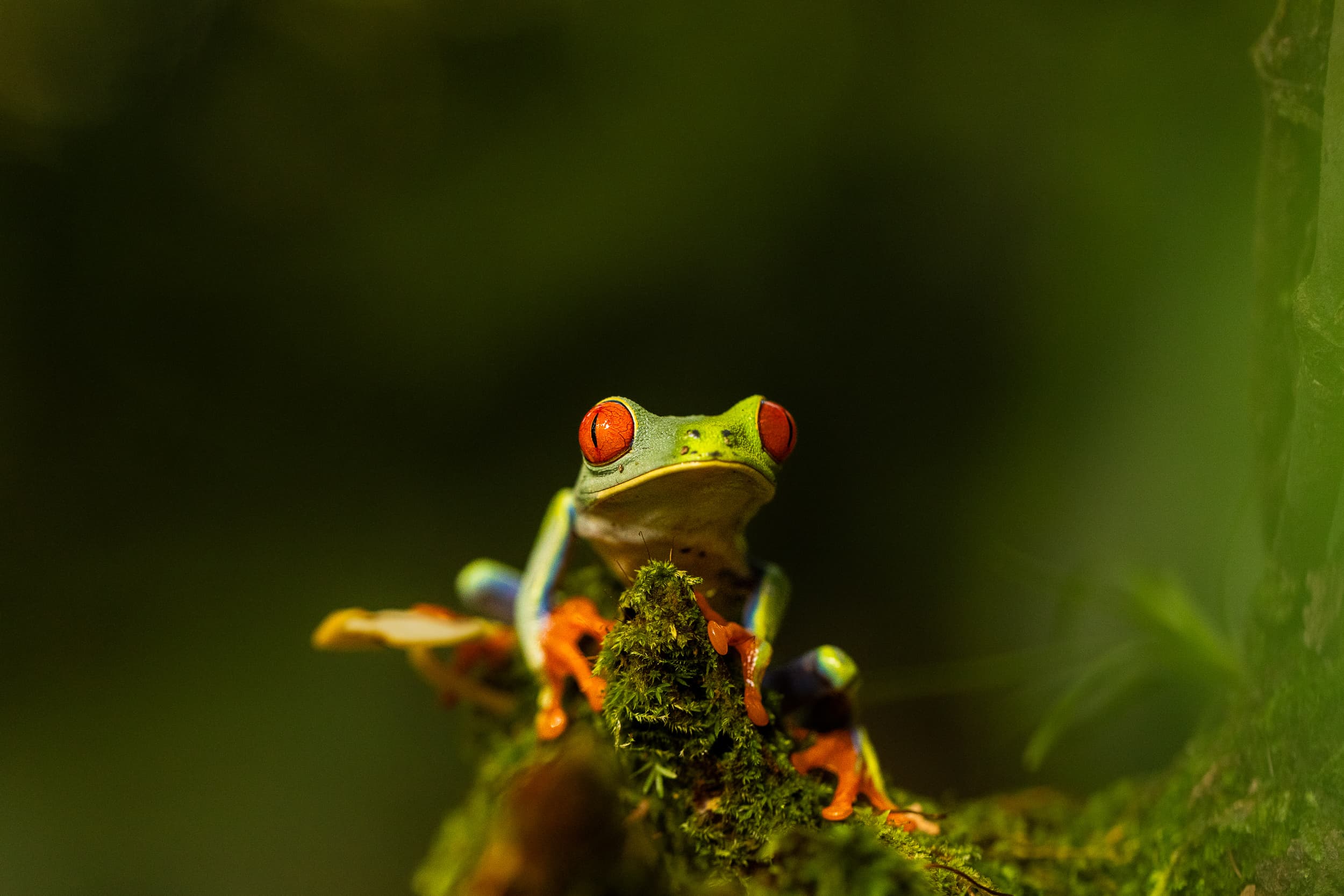 Red-eyed tree frog perched on a moss-covered branch in the Costa Rican rainforest.