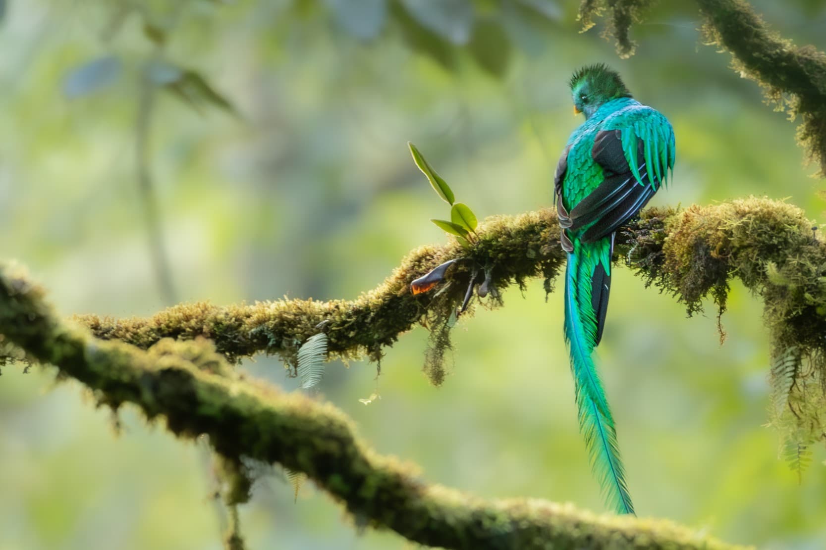 A resplendent quetzal perched among moss-covered branches.